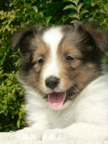 8 week old Tri color female Sheltie pup for sale,she is cute as a. . Older shetland sheepdogs for sale